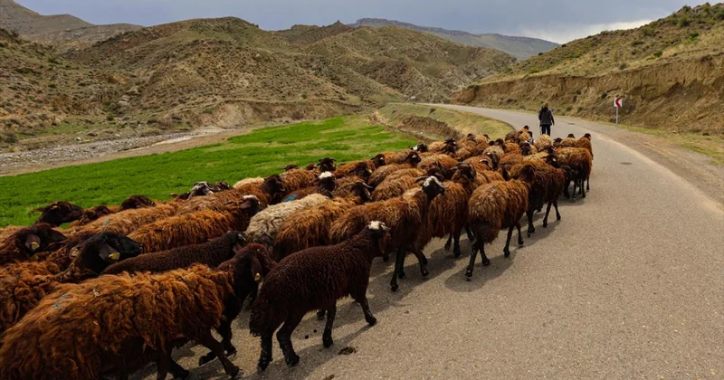 Hayvancılıkta yeni merkez: 784 milyonluk dev yatırım