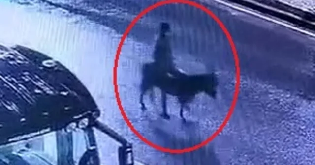 Kuyumcu dükkanından ziynet eşyası çalıp, eşekle kaçan sanığın verdiği zarar hesaplanacak Kayseri Haberleri