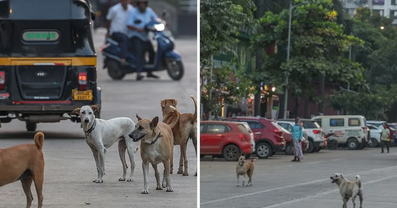 Hindistan’da 62 milyon sokak köpeği, sokakları işgal ediyor