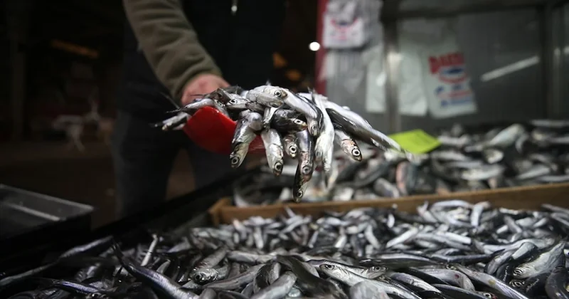 Palamut bu sene üzdü hamsi mutlu etti Sözcü Gazetesi
