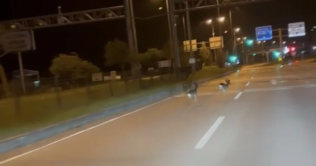 Hastane kavşağına çıkan karacalar kamerada Bartın Haberleri