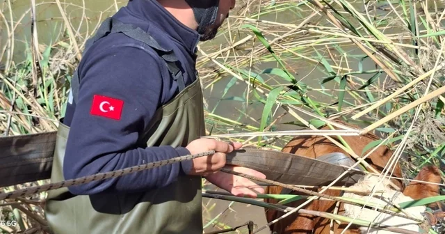 Şanlıurfa da tahliye kanalına düşen 2 inek kurtarıldı Şanlıurfa Haberleri