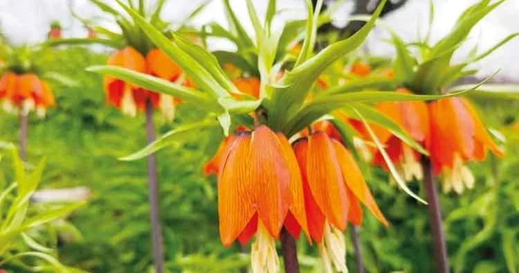 Ters lale koparmanın cezası 700 bin TL