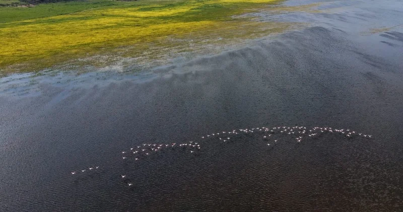 Bir zamanlar yok olmuştu: Şimdi suyla beraber geri geldi