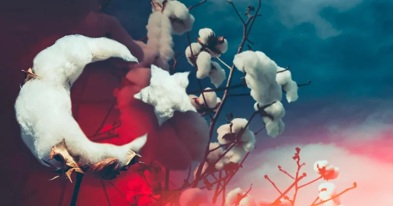 Pamukta genetik devrim: 1000 yıllık süreç laboratuvarda birkaç yıla indirildi