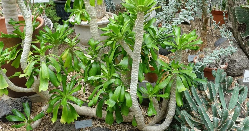 Biberler yanında su gibi kalıyor: Tek bir teması bile sinirleri öldürüyor