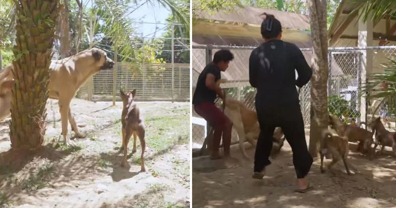 Çiftliklerine Sivas kangalı alan Filipinli aile, ilk gün neye uğradığını şaşırdı