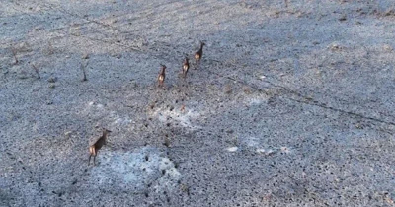 Kadraja bir anda girdiler: Karla kaplı dağlarda dronla görüntülendiler Gündem Haberleri