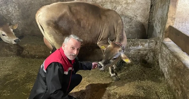 Danimarka ve Amerika dan getirildiler, Of a kısa sürede uyum sağladılar Amerika ve Danimarka menşeli, süt verimi ve kalitesi yüksek Jersey ırkı ile Of ta hayvancılık gelişiyor Trabzon Haberleri