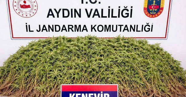 Zeytin bahçesindeki sera içerisinde 208 kök Hint keneviri ele geçirildi Aydın Haberleri