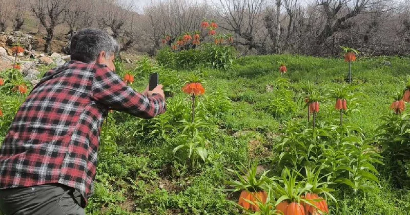 20 gün ömürleri var! Ağlayan Gelin in fotoğrafını çekmek için dağ yamaçlarına tırmanıyorlar