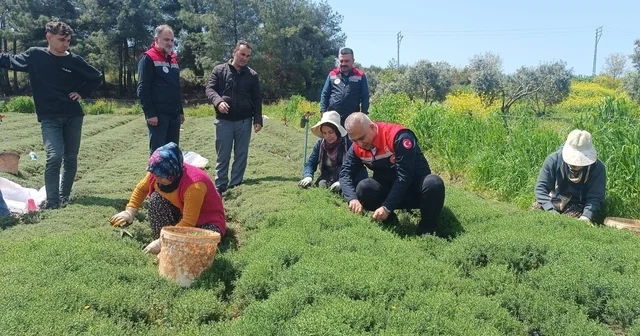 Altınözü nde zahter hasadı başladı Hatay Haberleri