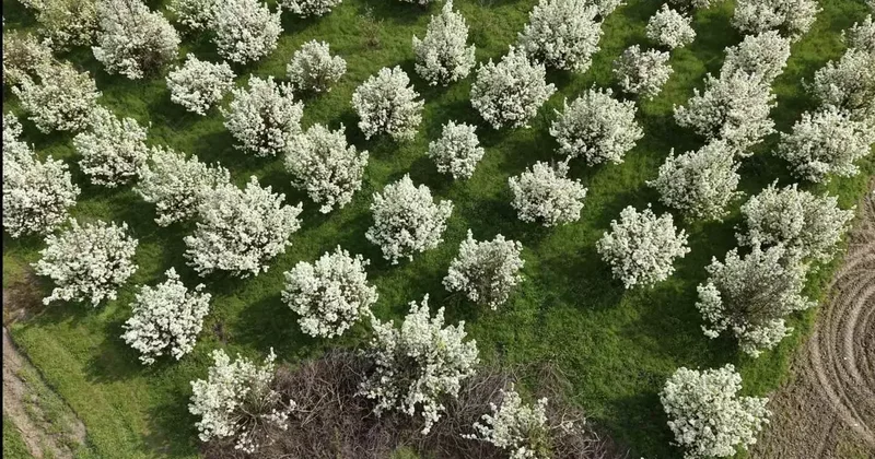 İnegöl de bahar geldi: Kartpostallık görüntüler