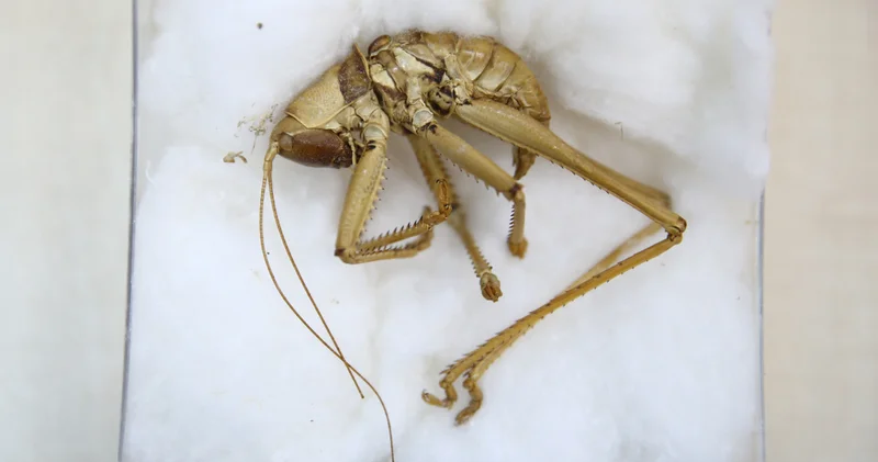 Bingöl de yürütülen bilimsel çalışmayla 71 çekirge türü tespit edildi