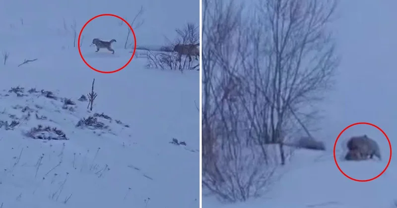 Köye baskın yapan aç kurtlar sert kayaya çarptı