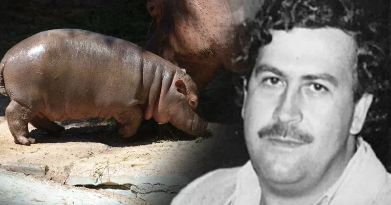 Escobar ın su aygırları Kolombiya ya bela oldu: Tartışmalı katliam kararı Sözcü Gazetesi