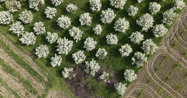 Bursa da meyve ağaçlarının çiçek açtığı bahçeler dronla görüntülendi Bursa Haberleri