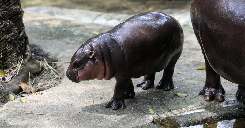 Pablo Escobar ın su aygırları için öldürme kararı