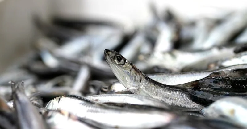 İstanbul Mart ayında tek bir balığı yedi: Tam 1742 ton satıldı Sözcü Gazetesi