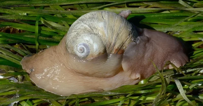 Asit üreten salyangozların sıra dışı avlanma yöntemi şaşkınlık yarattı Sözcü Gazetesi
