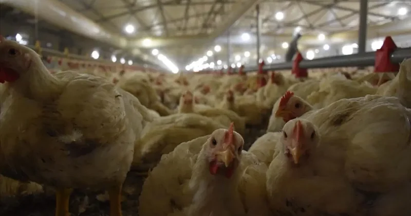 TÜİK açıkladı: Kümes hayvancılığında üretim rekora koşuyor!