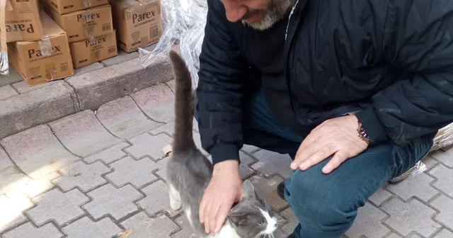 Köpeklerden kaçan kedinin imdadına itfaiye yetişti Ordu Haberleri