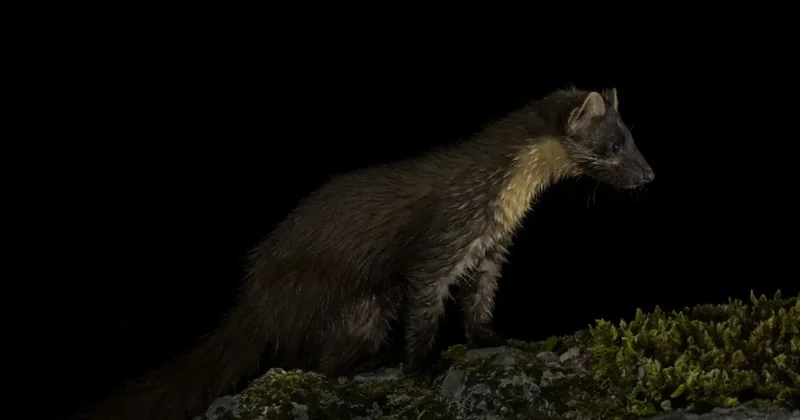 Herkes neslinin tükendiğini sanıyordu: Gizemli yırtıcı yeniden görüntülendi Sözcü Gazetesi