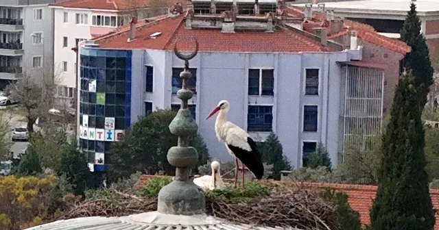 Menteşe nin sadık misafirleri geldi, 30 yıllık gelenek bozulmadı Muğla Haberleri