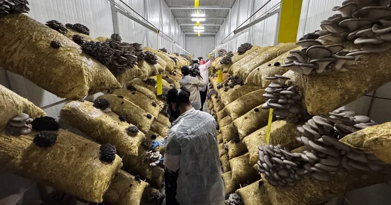 Hobi olarak başladı şimdi otel ve restoranlara kapış kapış satıyor: Kazancını duyan inanamıyor Sözcü Gazetesi