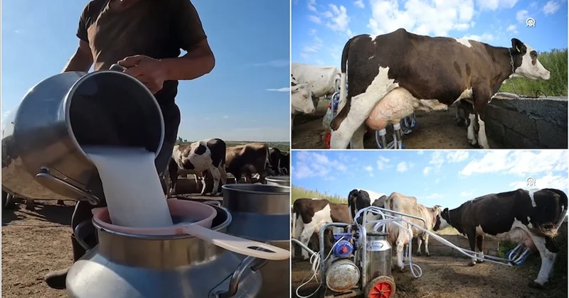 İnek sütü miktarında düşüş: TÜİK şubat verilerini açıkladı Sözcü Gazetesi