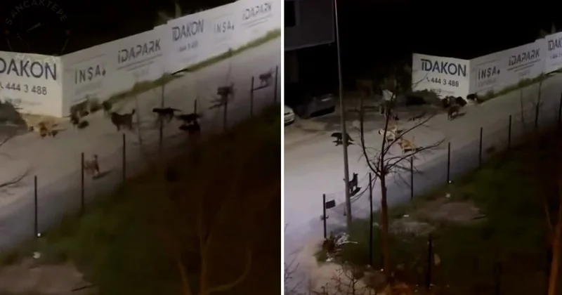 Sancaktepe de ürküten manzara! Videoyu izleyenler belediye başkanını etiketledi