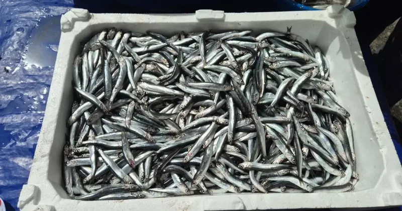 Balıkçıdan son çağrı: Yarın bu fiyata bulamazsınız, kilosu 100 TL!
