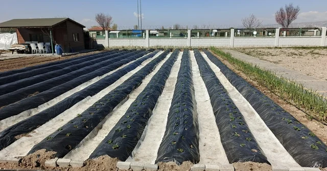 Büyükşehirin Doğal Ürünler Bahçesi ve Pazarı nda yeni sezon hazırlığı Kayseri Haberleri