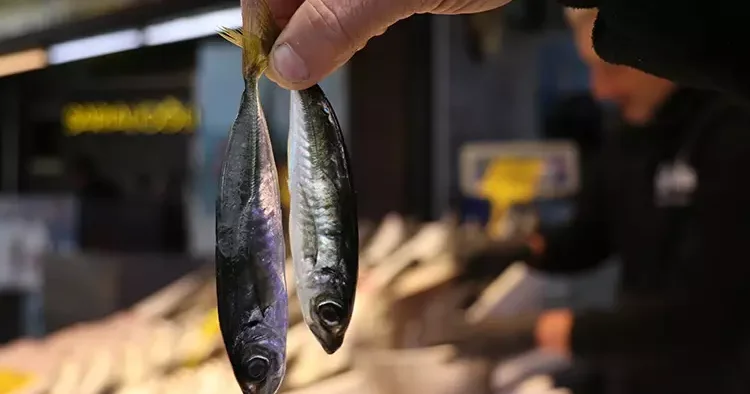 Karadeniz’de dengeler değişti, bolluk fiyatları düşürdü