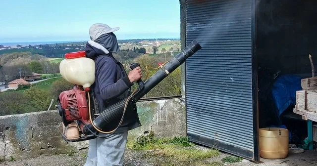 19 Mayıs ta kahverengi kokarca ile mücadele çalışmaları sürüyor Samsun Haberleri
