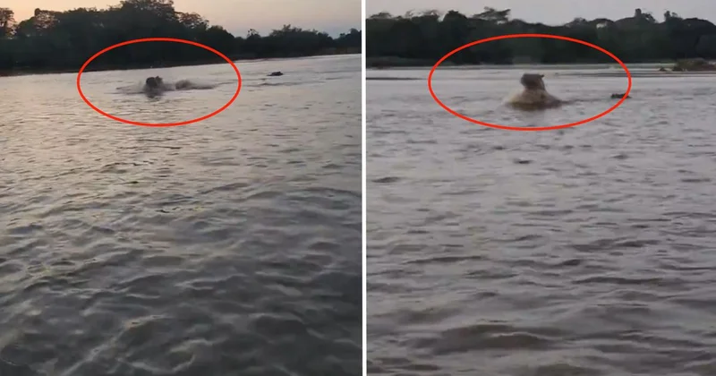 Kolombiya’da Escobar’ın hipopotamları için av kararı alındı