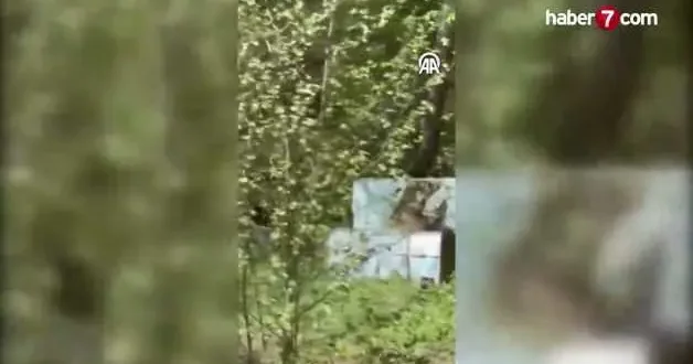 Kastamonu da çeşmenin oluğunda serinleyen ayı kamerada