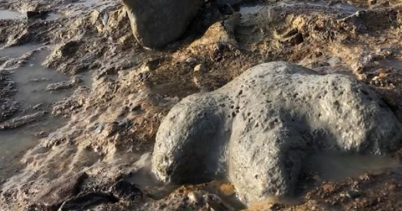 Tayland da yeni bir dinozor türüne ait kalıntılar bulundu