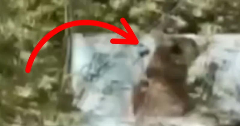 Kastamonu daki ayının tuhaf hareketleri mevsimin değiştiğini kanıtladı Sözcü Gazetesi