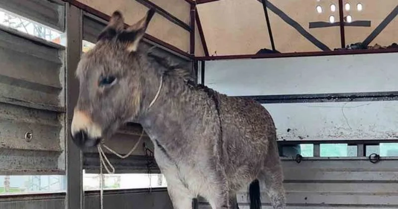 SON DAKİKA! Daha 12 yaşındaydı! Siirt te Bedirhan ın feci ölümü SON DAKİKA HABERLERİ Son dakika haberleri