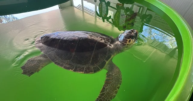 Tatilcilere caretta caretta uyarısı Muğla Haberleri