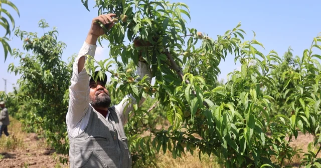 Mesaileri başlayan tarım işçileri, Amik Ovası nda bin 100 TL yevmiye alacak Hatay Haberleri