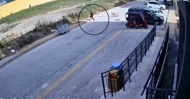 Sahipsiz köpekler 7 yaşındaki çocuğa saldırdı VİDEO İZLE
