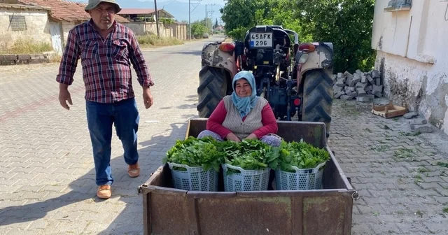 Üzümden önce yaprak kazandırdı Alaşehir in coğrafi işaretli lezzeti asma yaprağı yoğun talep görüyor Manisa Haberleri
