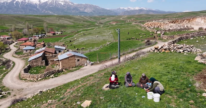 Doğada bedava ama kilosu 250 liradan satılıyor: Jiletle tek tek toplanıyor Sözcü Gazetesi