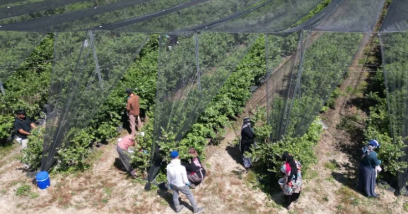 Saksıda hasat eden köşeyi dönüyor: Almanlar ve İngilizler almak için yarışıyor Sözcü Gazetesi