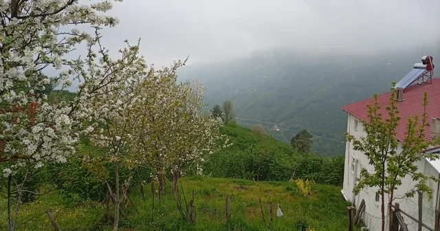 Hendek in yüksek kesimlerinde bahar ve sis bir arada Sakarya Haberleri