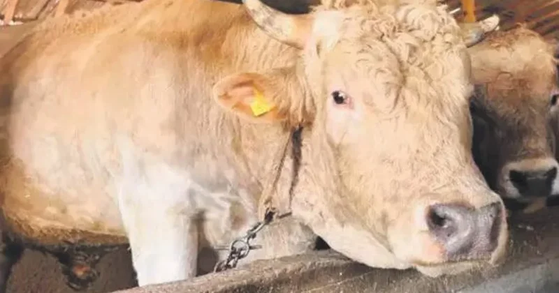 Kurbanlık boğalar görücüye çıktı