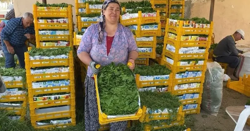 Meyvesi de para yaprağı da: Yeşil altın hasadı başladı!