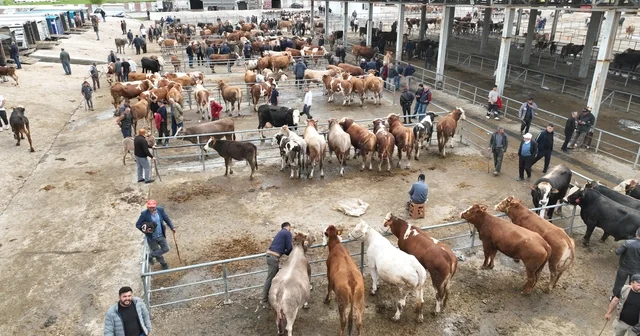Bayrama sayılı günler kala Sorgun canlı hayvan pazarında hareketlilik yaşandı Yozgat Haberleri